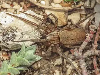 N. aussereri