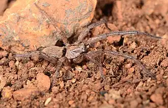 female