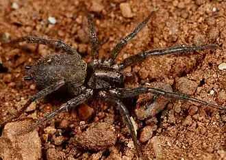 female