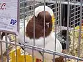Red capped Nonduif