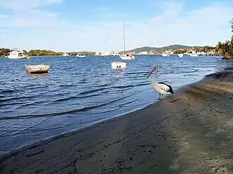 A pelican on Noosa River, Noosaville
