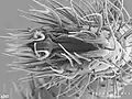 Nops guanabacoae claws on leg I; MacLeay