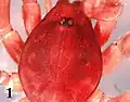 Nops craneae carapace; Chickering