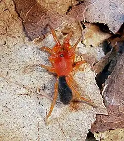 Nops guanabacoae male; MacLeay