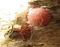 Nops guanabacoae female with egg sac, MacLeay