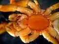 Nops siboney ventral view; Sánchez-Ruiz