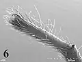 Nops guanabacoae tarsi of leg I; MacLeay