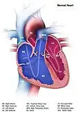 Illustration from the Centers for Disease Control and Prevention of a normal heart