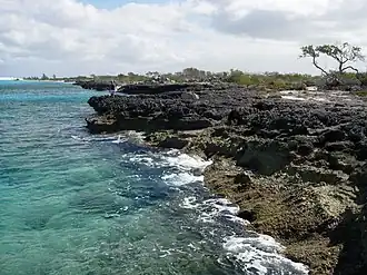 Northern rocky shore of Great Inagua exposing Pleistocene reef limestones