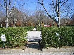 Arborvitae hedges within the parking lot. There are trees interspersed with the hedges.