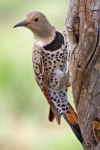 Red-shafted female, in Oregon