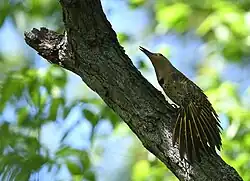 Spreading wings to show off its size and colors in a dominance display