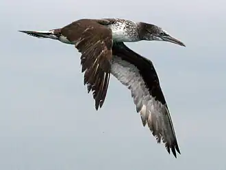 Immature