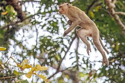 juvenile male jumping