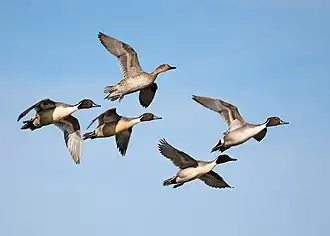 Four males and one female during a courtship flight in California