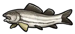 Notagogus denticulatus