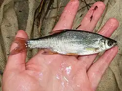 Photo of a silvery palm-length fish