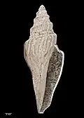 Notogenota finlayi