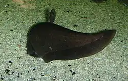 knife fish