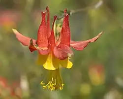 Aquilegia at Nez Perce National Historic Trail