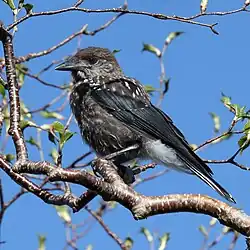 Juvenile N. c. japonica in Ōshika, Nagano Prefecture, Japan