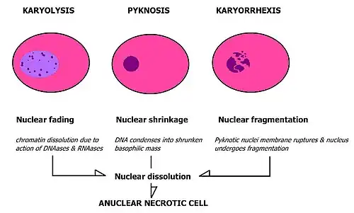 Morphological features of pyknosis and other forms of nuclear destruction