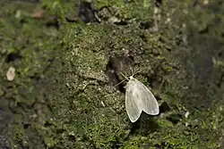 Moth