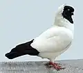 Black capped Nun