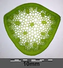 Cross section of N. lutea petioles