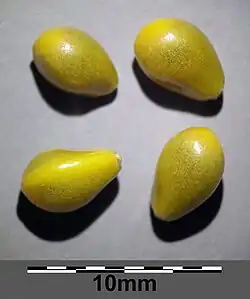 Seeds of N. lutea