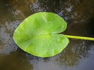 Upper leaf surface of a floating leaf