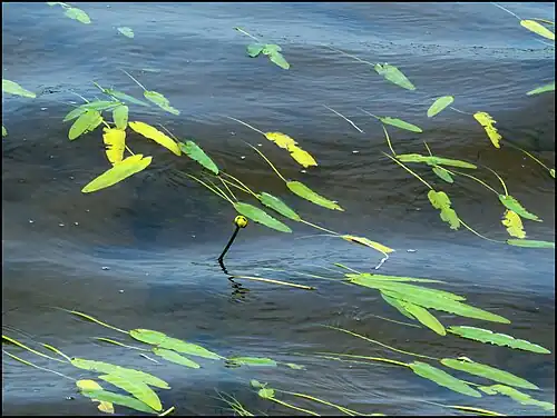 Nuphar sagittifolia with sagittate leaves