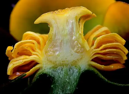 Longitudinally cut flower of N. variegata