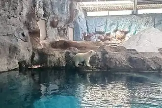 Nur, the first polar bear born in Latin America