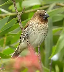 L. m. topela[10] Queensland, Australia