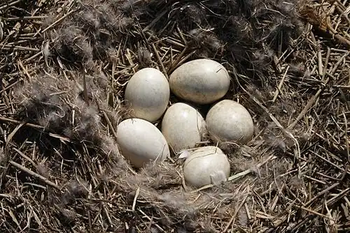eggs in the nest, Hungary