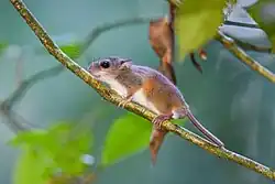 Brown rat