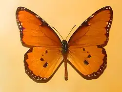 Danaus dorippus from Eritrea, mounted specimen