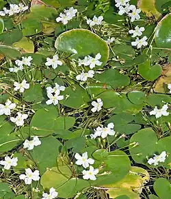 Nymphoides - free floating, submergent, and floating leaved