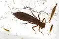 Dragonfly nymph, beetle larva (right), damselfly nymphs, water fleas in a pond dipping tray