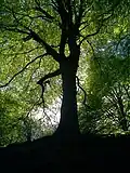 European beech is predominant for the natural state of this ecoregion