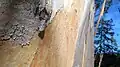 Shedding bark of E. globulus, Tasmanian blue gum