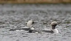 Black-throated loons, Bogesund, Vaxholm, Stockholm