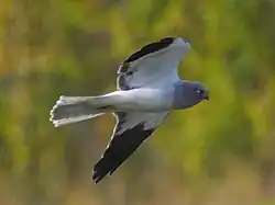 Hen harrier, Sweden