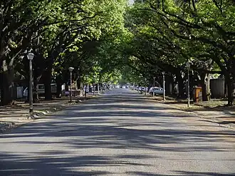 Broad-tree-lined street with street lamps