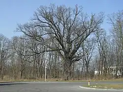 An English oak growing in the village's evangelical cemetery