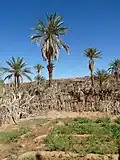 Food crops