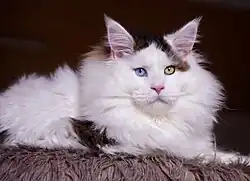 An odd-eyed harlequin patterned black tabby and white male