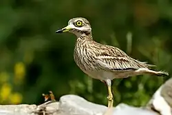 Eurasian thick-knee, Lazio