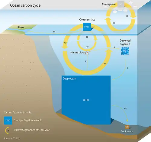 Marine carbon cycle[416]